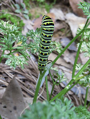 Caterpillar - maybe black swallowtail