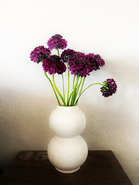 scabious 1