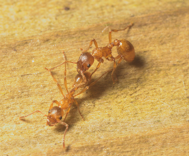 IMG 9767 Lasius flavus