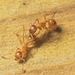 IMG 9767 Lasius flavus