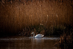 Mute swan