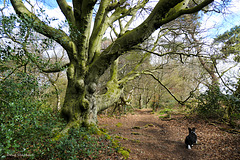 Raincliffe Wood - early spring