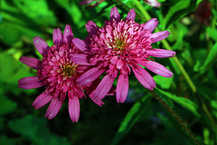 Echinacea