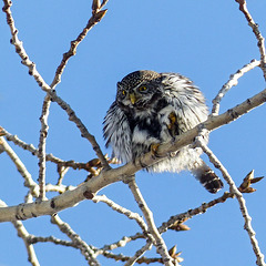 Transformation of a preening owl