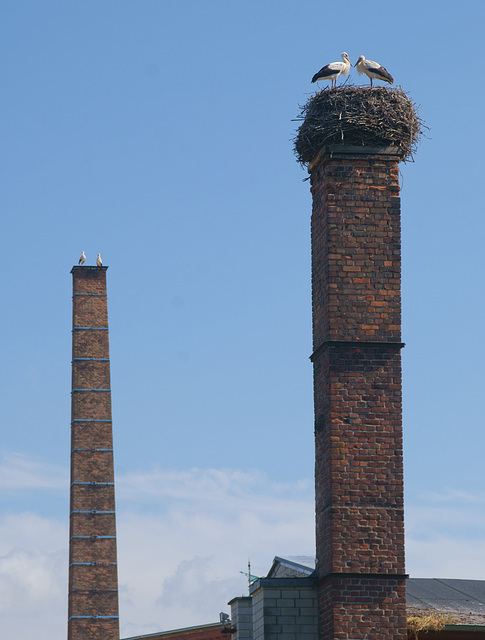 Störche in Genshagen