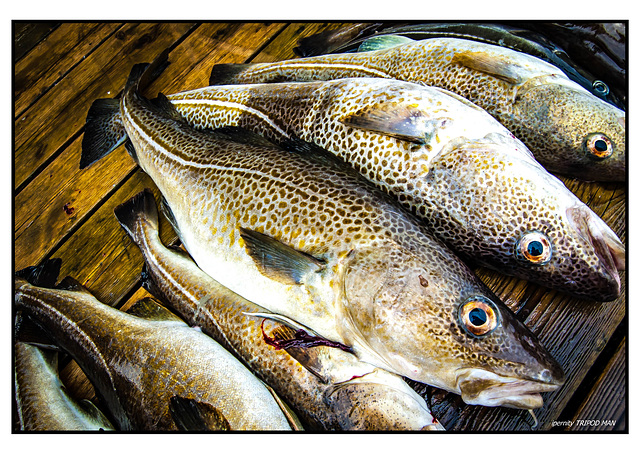 Nachschub für den Fischmarkt