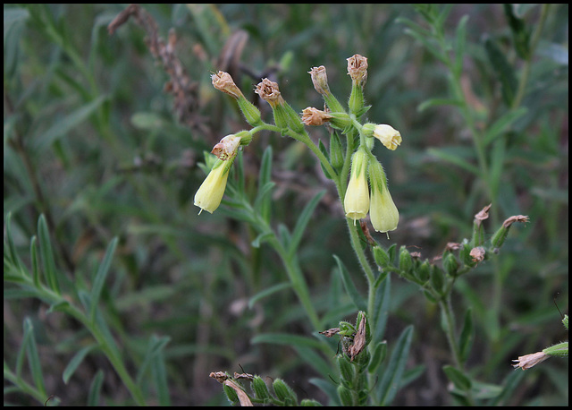 Onosma echioides (3)