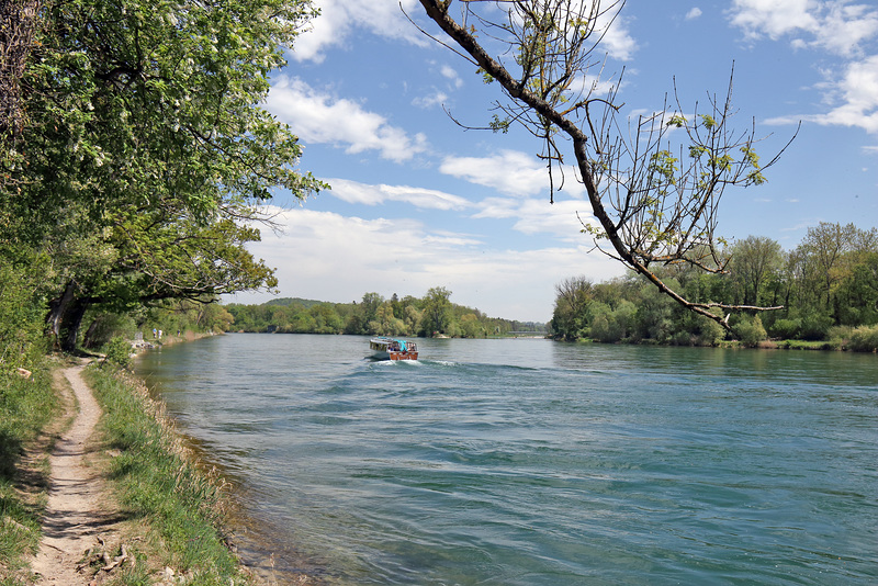 Rüdlingen - Am Alten Rhein (12) - Blick zur Thurmündung (1)