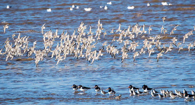 Birds in flight, Hoylake shore.9jpg