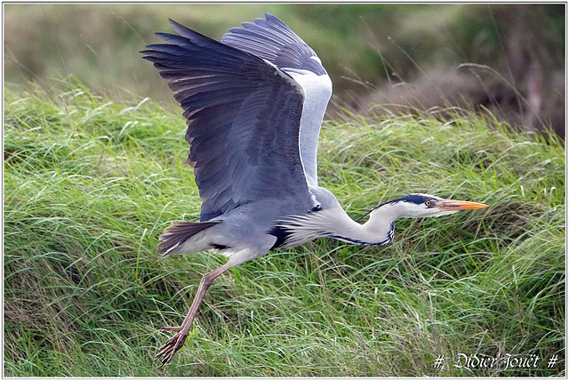 Héron Cendré (Ardea cinerea)