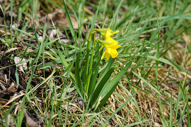 Narzissen am Wegesrand II