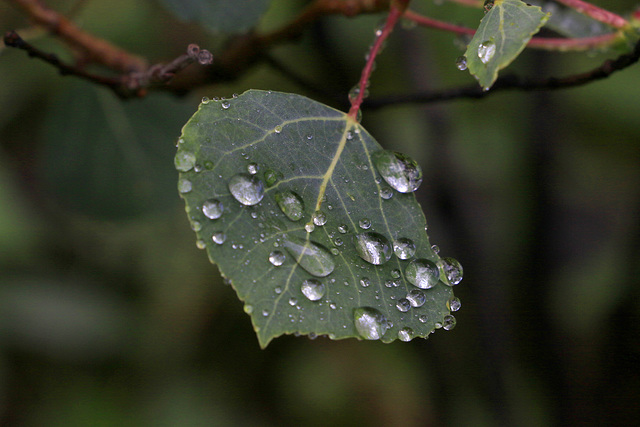 Water Drops on Aspen Leaves