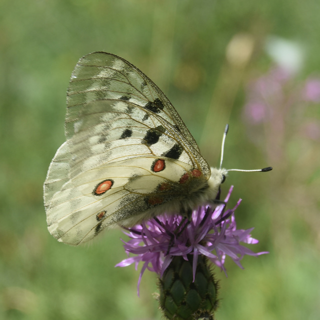 DSC 0223 DSC 0223