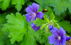 20230531 0437CPw [D~LIP] Kaukasisacher Storchschnabel (Geranium ibericum), UWZ, Bad Salzuflen