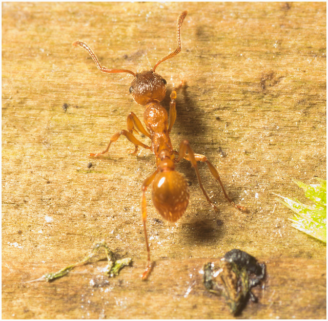 IMG 9772 Lasius flavus