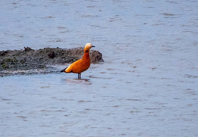 Ruddy shelduck