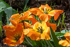 Tulpen
