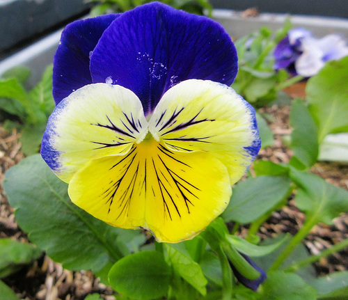 Une pensée pour vous***********