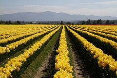 Yellow Tulips