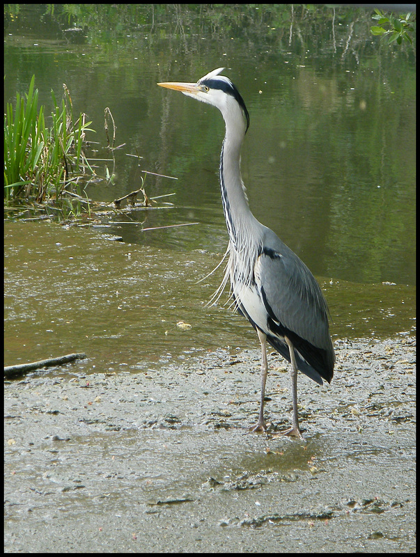 heron at the weir