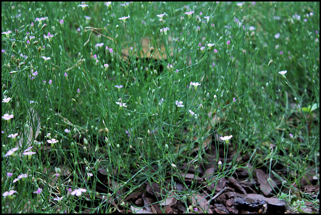 Petrorhagia saxifraga (1)