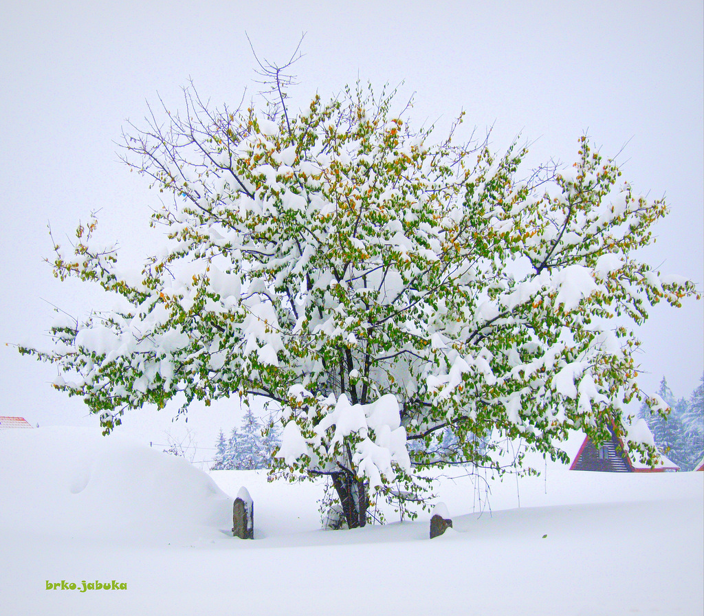 Winter before winter