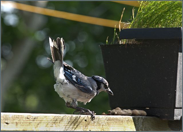 Young blue jay