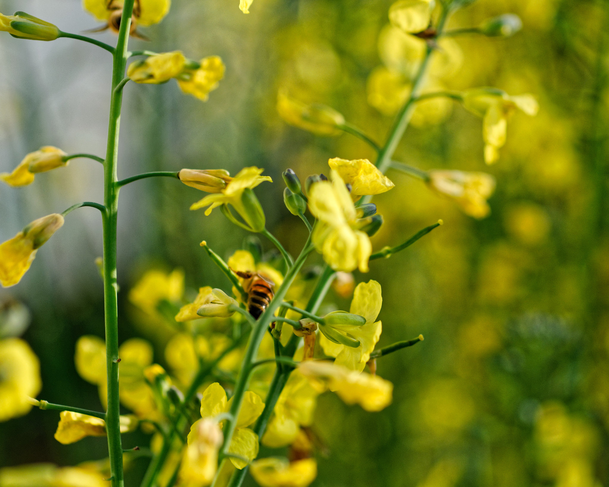 Bees in the Broccoli