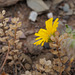 Malacothrix glabrata, Asteraceae, Desert dandelion -Thirsty Land Poetry