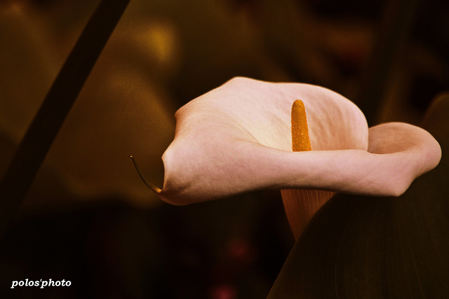 Zantedeschia aethiopica