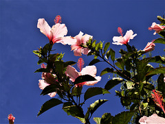 Hibiscus