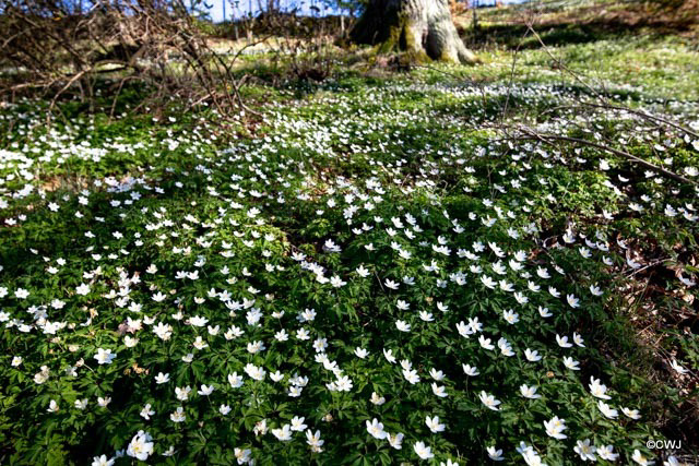 Burgie House Arboretum 24 April 2021