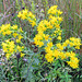 Hard-leaved Goldenrod (Solidago rigida)