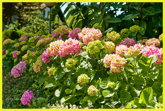 Hortensias