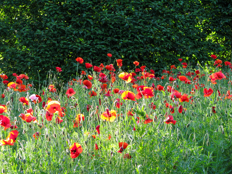 Field of Poppies