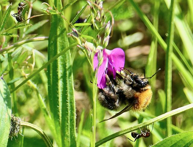 Eine Hummel und zwei Ameisen  (PiP)