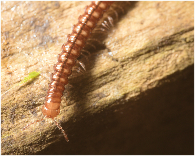 IMG 9773 Millipede