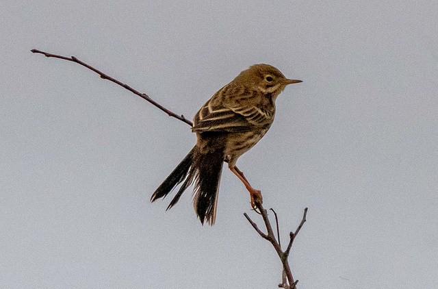 Meadow pippit