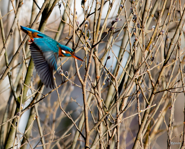 Kingfisher in dive for its lunch