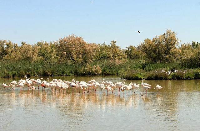 Les flamands roses