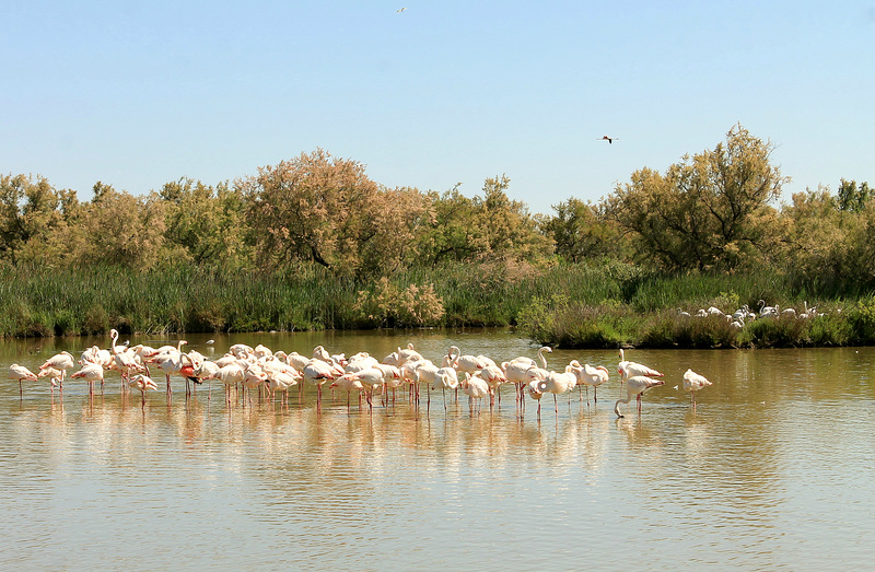 Les flamands roses