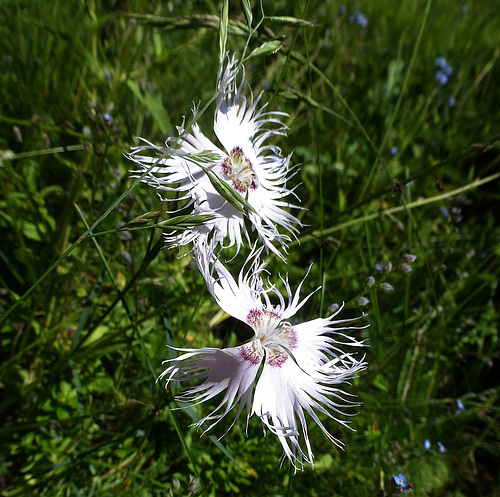 fiori a 1900 metri