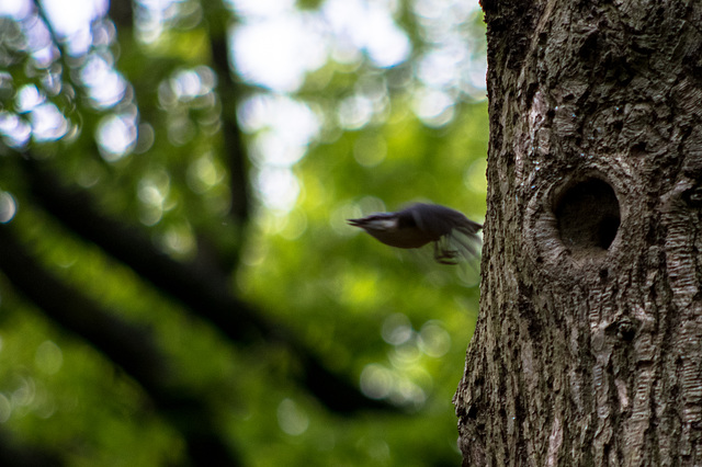 Nuthatch