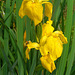 097  Iris pseudacorus - die Gelbe- oder Deutsche Schwertlilie