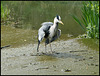 heron in a flap