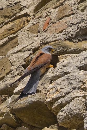 Lesser Kestrel