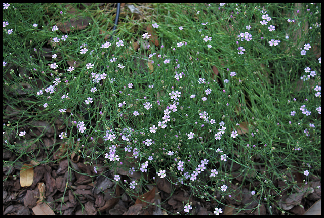 Petrorhagia saxifraga (2)