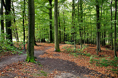 Hixterwald, Holzwickede / 21.10.2017