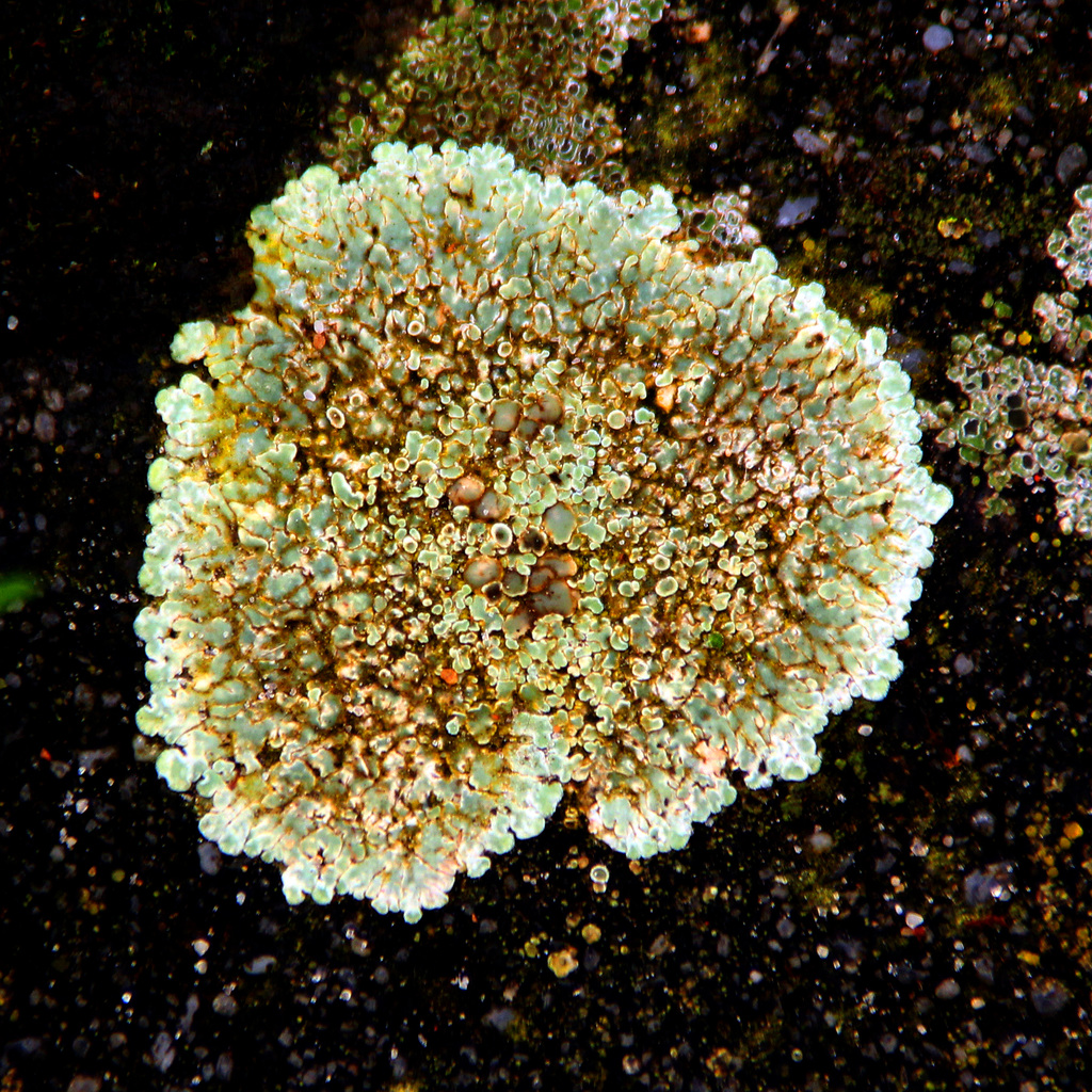 Lecanora (view on black)