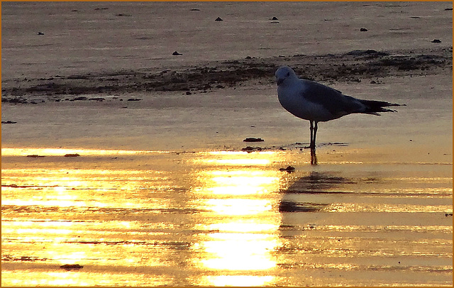 ... pieds dans l'or ...